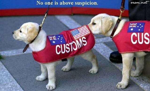 A Customs Puppy A Customs Puppy