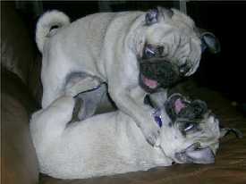 pugnacious pug pugnacious pugs quot ask the quot with wade pugnacious pug pugnacious pugs quot ask the quot with wade