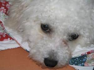Bichon Poodle Mix Showing Aggression ASK THE DOG GUY