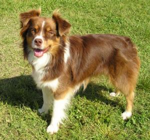 australian shepherd good and bad