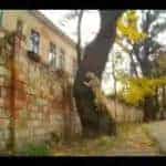 A dog practicing the discipline of Parkour
