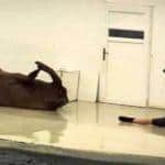 Operant Conditioning Walrus Style