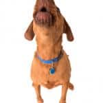 Barking Howling Dog