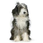 Dog Hair Textiles