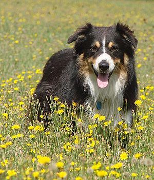 A black tricolour Australian Shepherd