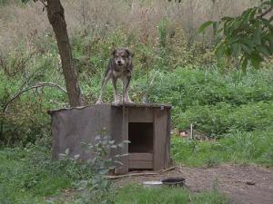 Suspicious Dog on His Dog House Dog Neglect