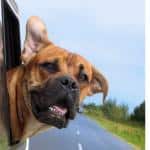 Dogs and Car Rides