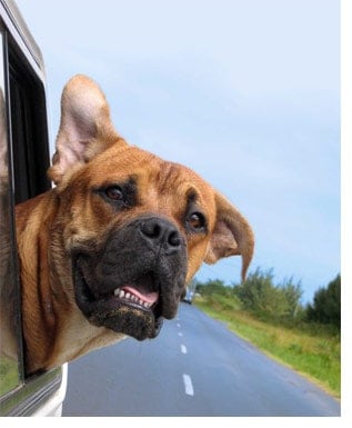 http://www.askthedogguy.com/wp-content/uploads/2012/01/dog_car_window.jpg