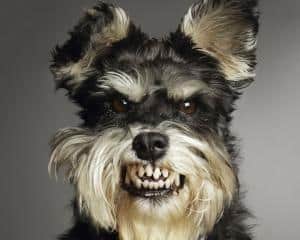 Scary Aggressive Schnauzer