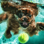 Dog Playing Fetch Underwater