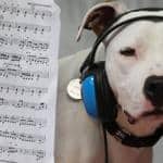 Dogs and Music