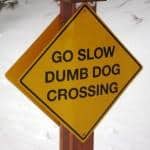 All positive dog training