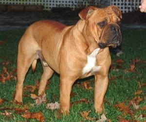 Old_English_Bulldog Olde English Bulldog
