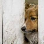 Canine Separation Anxiety