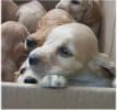 Is a Dog the Pet for You?