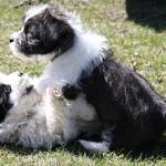 Puppy Play and Puppy Mouthing