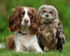 Detection dogs (Nosey Dogs) spot northern spotted owls - Science Daily