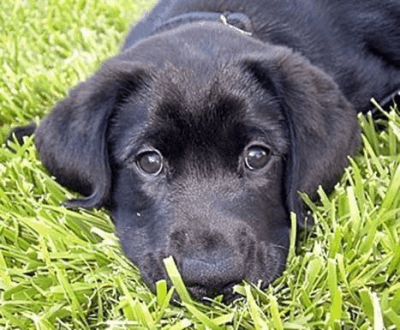 Singles Ad Number Leads to a Shelter Photo Single Black Female Ad Singles Ad Number Leads to a Shelter