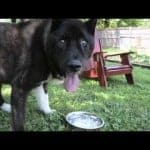 Learn to recognize, prevent and respond to bloat in your dog