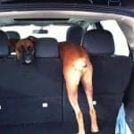 noseydogs.com