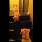Teaching a dog to use the stairs