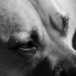 Kiva the Pit Bull