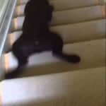 Puppy Stair Surfing