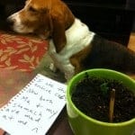 Canine Hall of Shame-Cactus Ask the Dog Guy Canine Hall of Shame