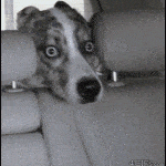 Scared-of-car scared of car