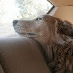 car_sick_dog Car Sick Dogs and Puppies