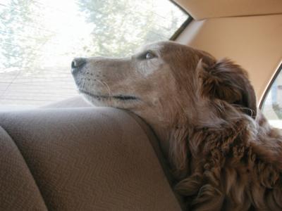 do dogs get sick car sick puppies and dogs cause and prevention do dogs get sick car sick puppies and dogs cause and prevention