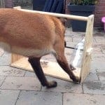 DIY – Dog Toys