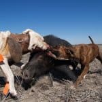 Hunting Dog Training London Ontario Hunting Dog Training London Ontario