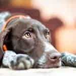 Dog Training With John Wade London Ontario London On Dog Training With John Wade London Ontario London On
