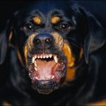 Aggressive_Rottweiler breed banning