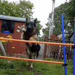 GSD_Jumping