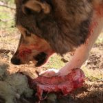 Canine Training Aggressive Dogs Ontario Canine Training Aggressive Dogs Ontario