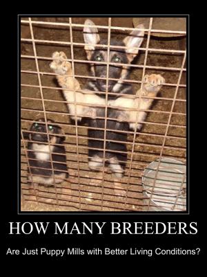 puppy mill vs breeder breeders vs greeders vs puppy mills quot ask the quot with wade puppy mill vs breeder breeders vs greeders vs puppy mills quot ask the quot with wade