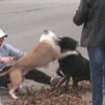 Aggressive Dog Training London Ontario Aggressive Dog Training London Ontario