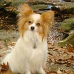 RileyPapillon Papillon