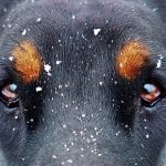 doberman_eyes Aggressive Doberman
