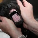 puppy mouthing nipping and biting puppy mouthing nipping and biting