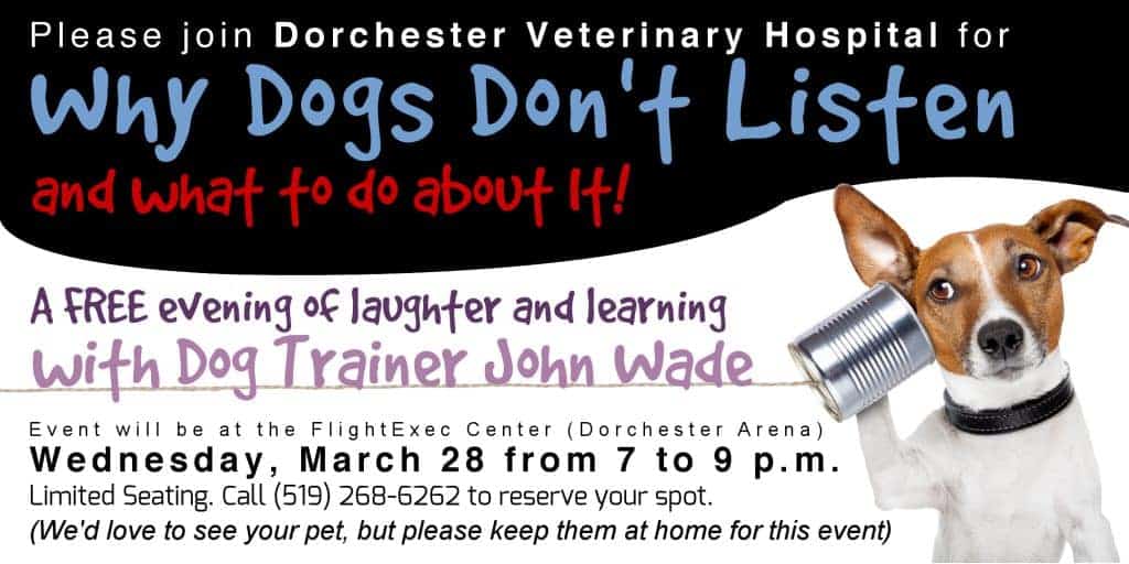 Dog Training Dorchester Dog Training Dorchester