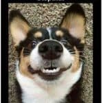 stopthat dog in apartment