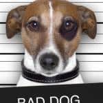 BadDog Bad Dog