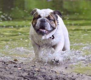 companion dog training