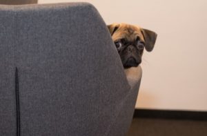 companion dog training