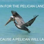 Pelican_Landing_Article_Size Pelican Landing
