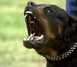 aggressive rottweiler