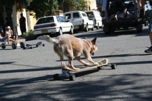 Dog on a Skateboard